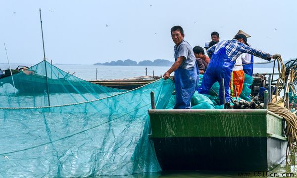 太湖白虾