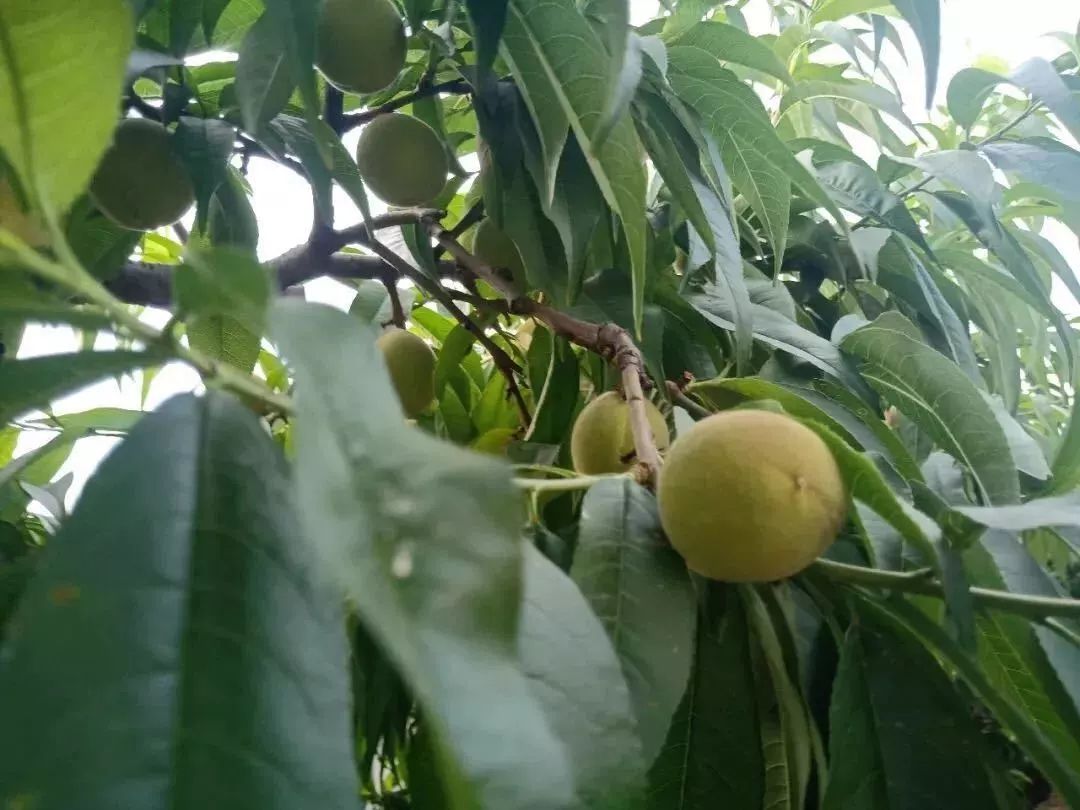 无锡水蜜桃