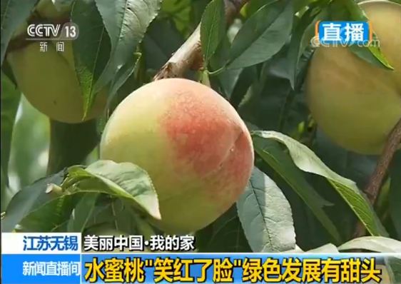 无锡水蜜桃