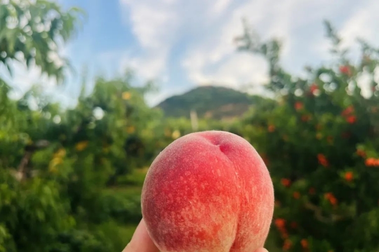 лɽɽ򣺴ӡ֦ͷ⡱һʢƮ㣬ľõĻԽԽ